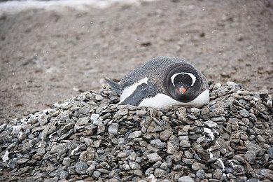 苹果在游戏领域年收入超越主机厂商御三家总和